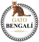 Gato Bengali Merida