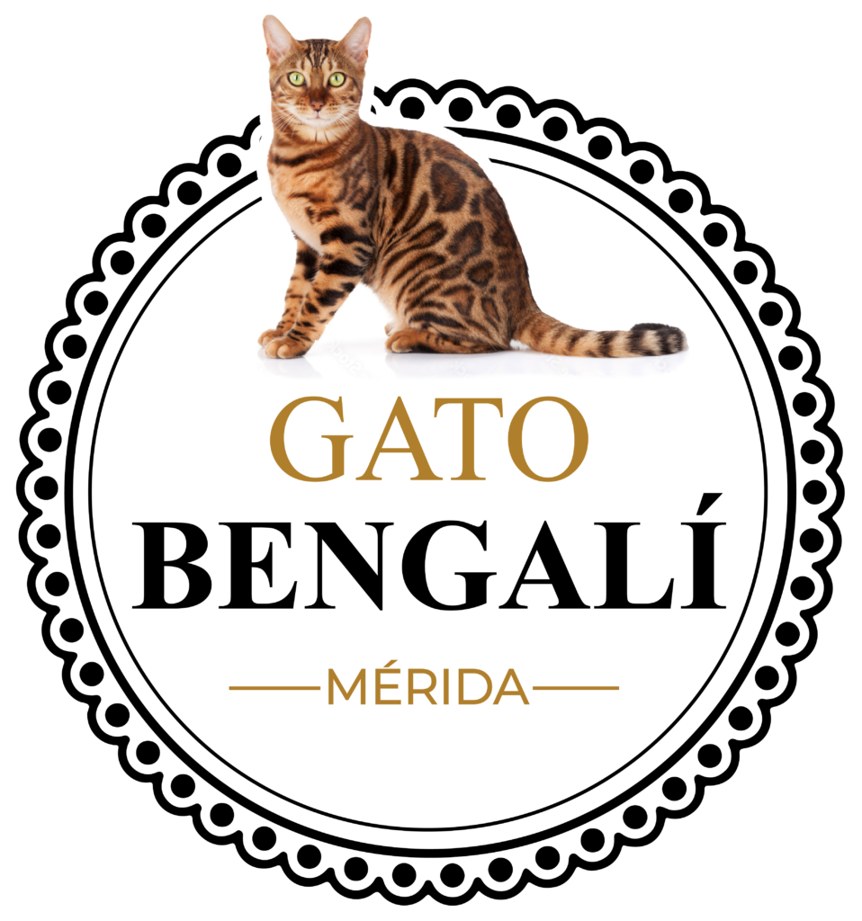 gatitos-gato-bengali-merida