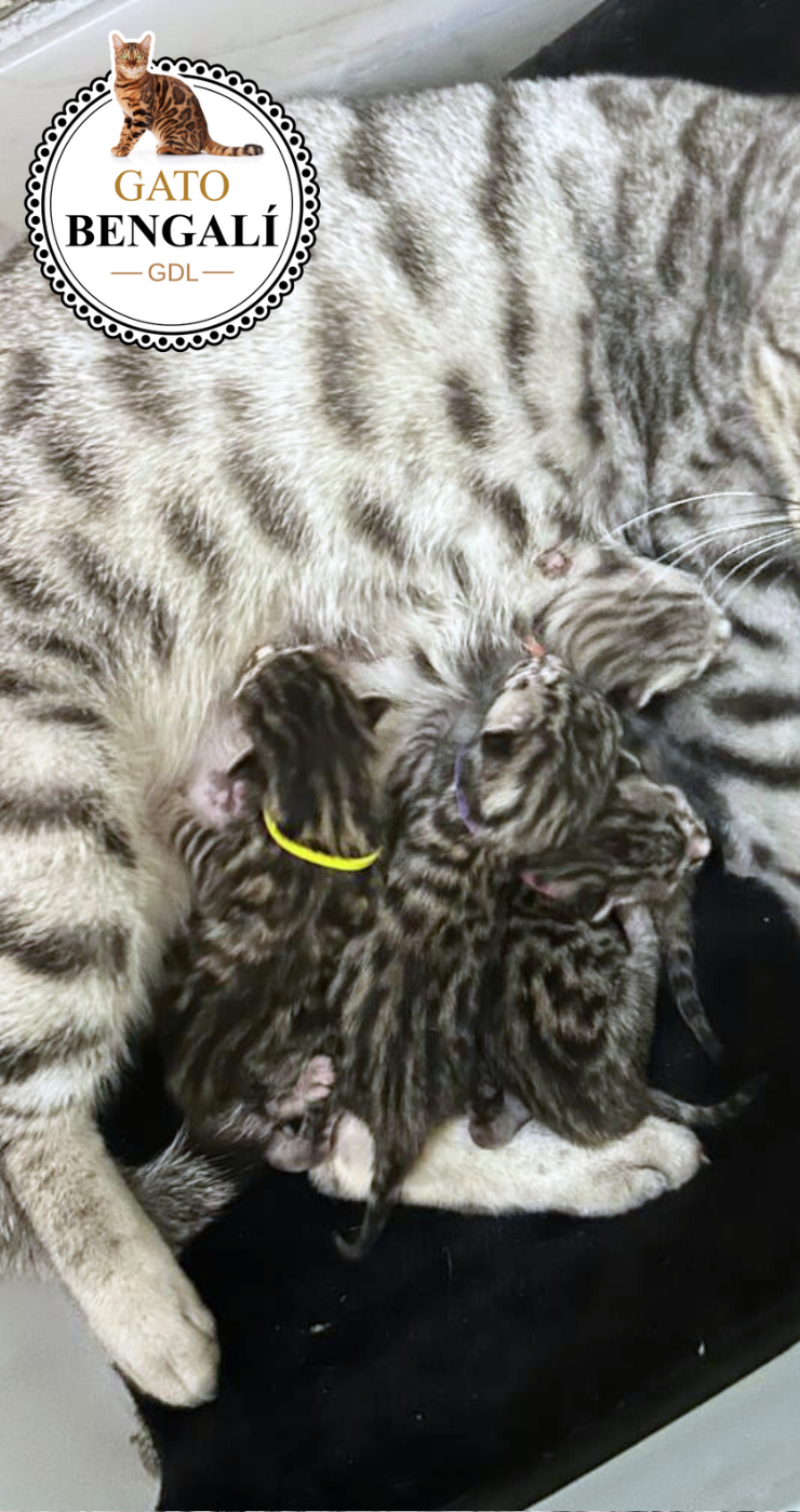 1. Camada de Lily y Simba (Color Silver) - Imagen 3