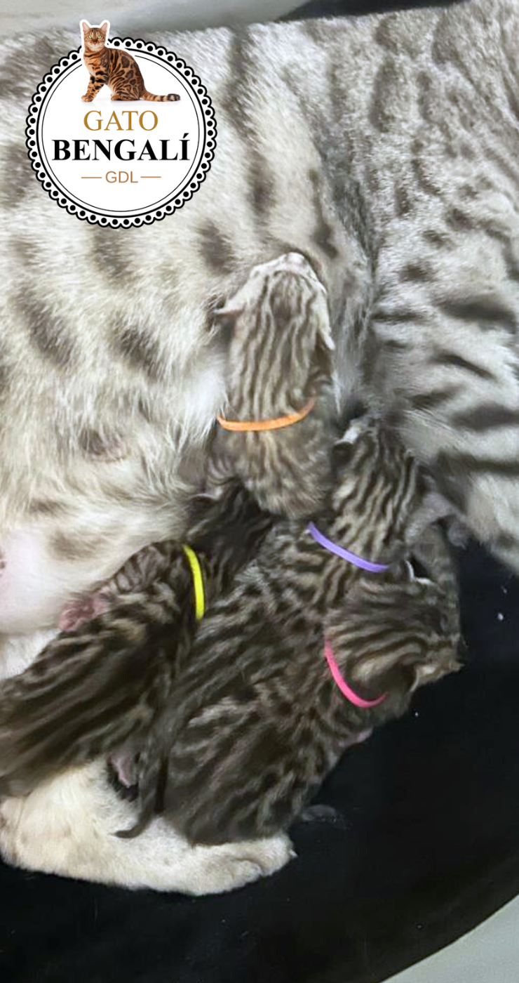 1. Camada de Lily y Simba (Color Silver) - Imagen 2