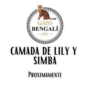 2. Camada de Lily y Simba (Color Snow Lynx)