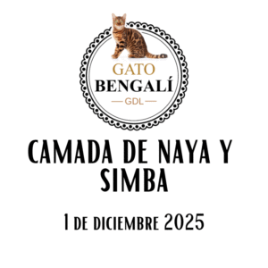 1. Camada de Naya y Simba (Color Snow Lynx y Brown)