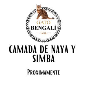 1. Camada de Naya y Simba